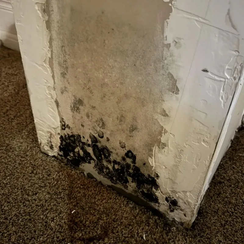 Professional Mold Removal in Christiana, TN